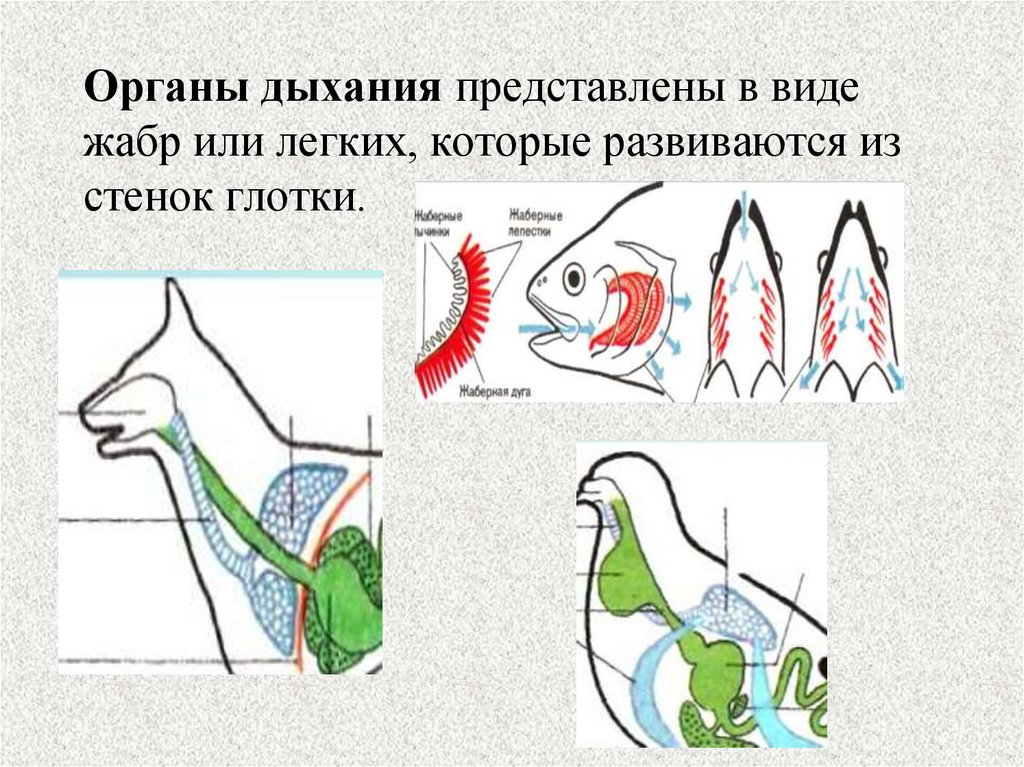 Органы дыхания животных презентация