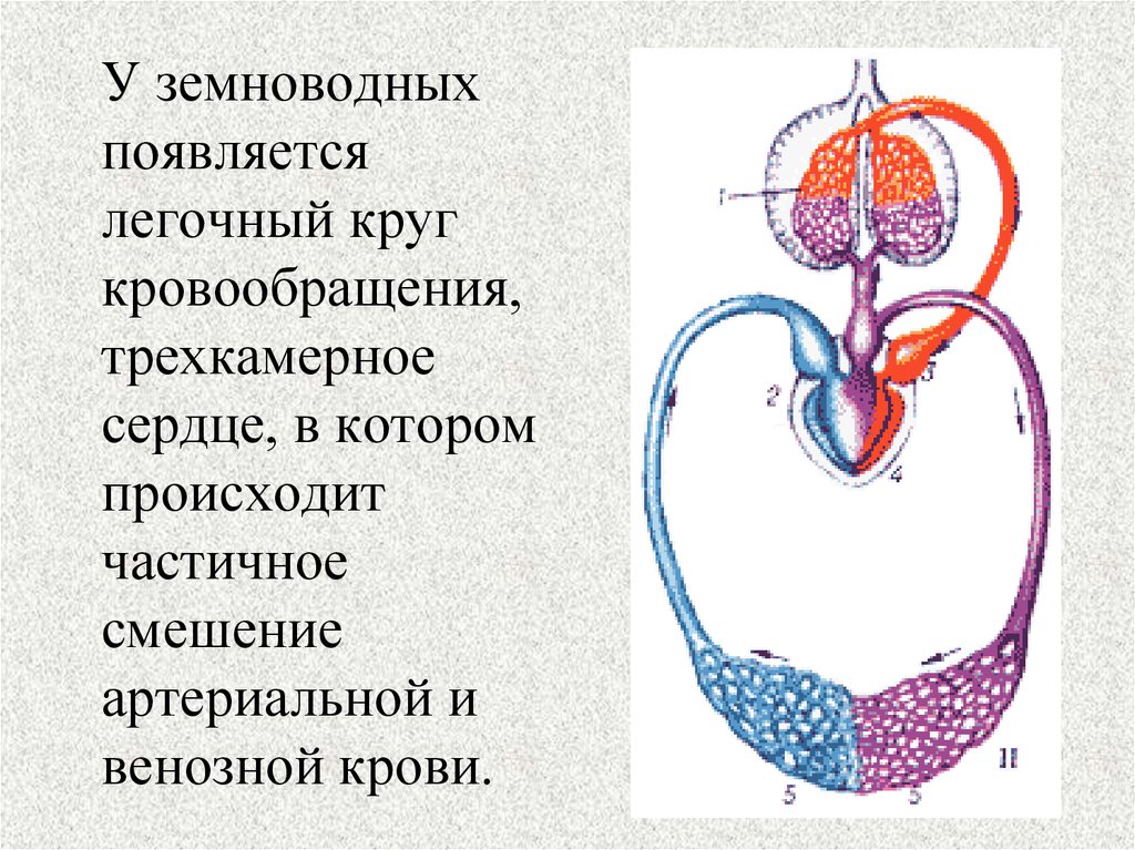 Сердце амфибий круги кровообращения. Круги кровообращения земноводных схема. Два круга кровообращения у земноводных. Круги кровообращения амфибий. Малый круг кровообращения у земноводных.