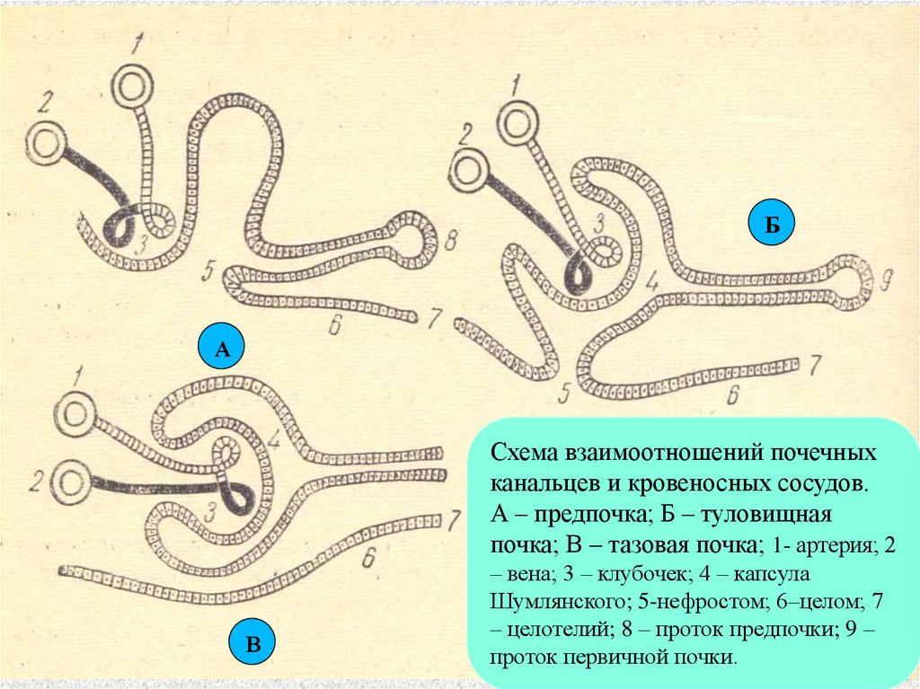 Почки схема канальцев