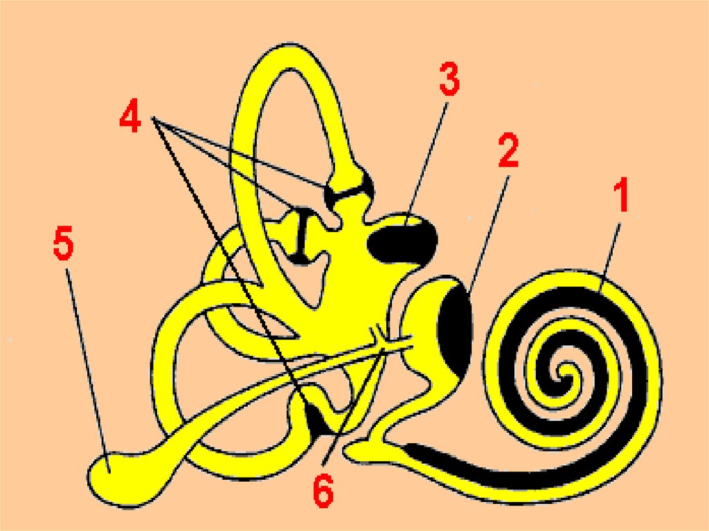 Перепончатые полукружные каналы. Преддверно улитковый орган. Костный Лабиринт детей. Двигается ли костный Лабиринт.