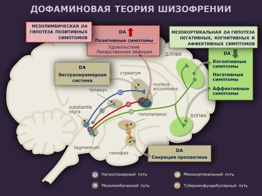 Теория путь. Дофаминовая гипотеза шизофрении. Механизм развития шизофрении. Патогенез шизофрении Дофаминовая теория. Дофаминовые рецепторы головного мозга.