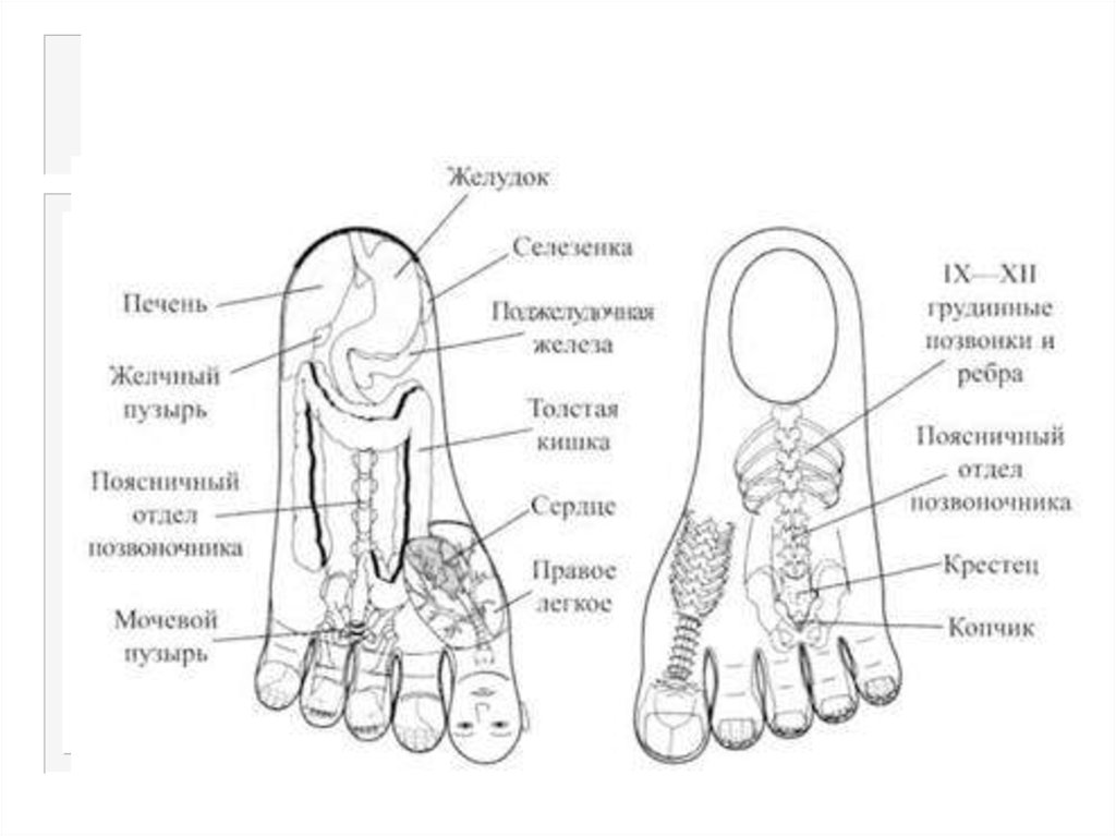 Система соответствия. Су Джок точки на стопе. Проекция органов на стопе Су Джок. Су Джок терапия стопы ног. Стандартная система соответствия Су Джок.