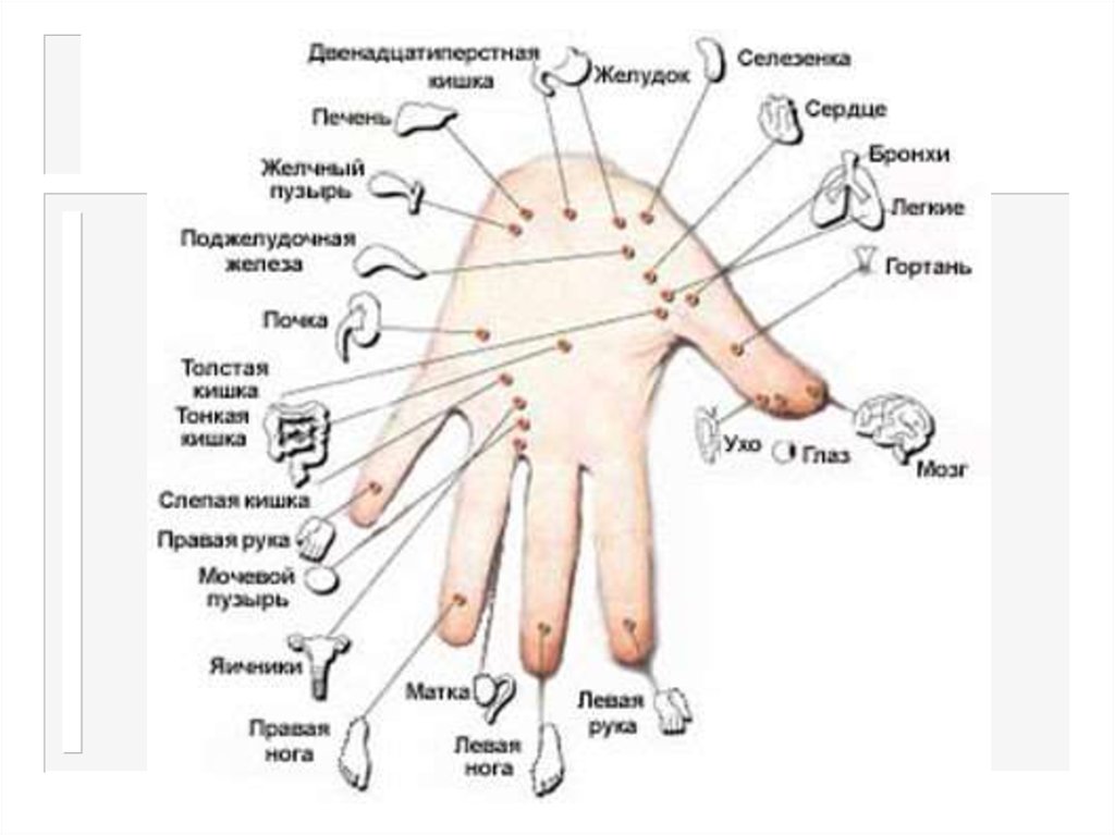 Какие точки массировать на руке. Су Джок терапия точки на ладони. Су Джок система соответствия кисти. Система соответствия Су Джок правая рука. Точки Су Джок на кисти рук.
