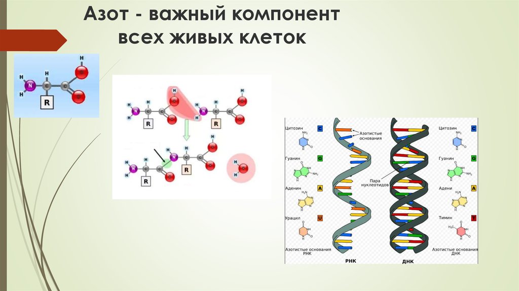 Азот в составе живых организмов