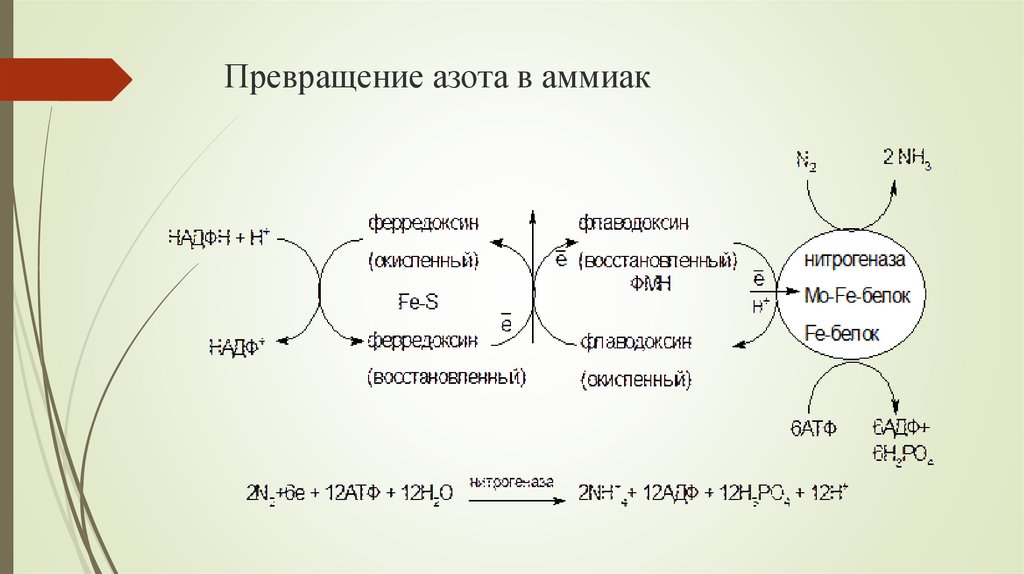 Схема превращения азота