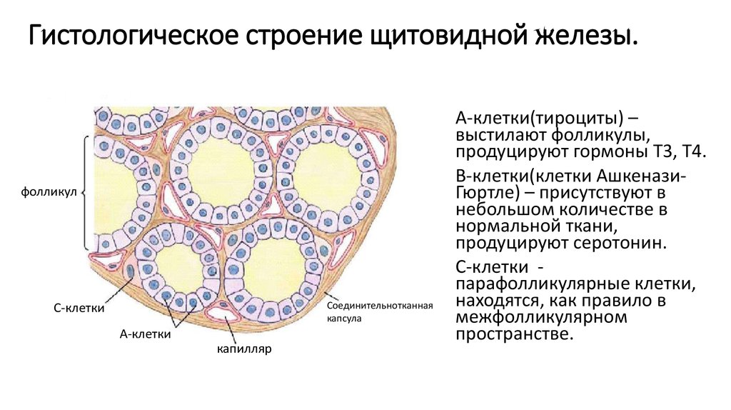 Тип строения d. Типы клеток щитовидной железы гистология. Гистологическое строение щитовидной железы человека. Гормоны щитовидной железы гистология. Схема строения фолликулов щитовидной железы.