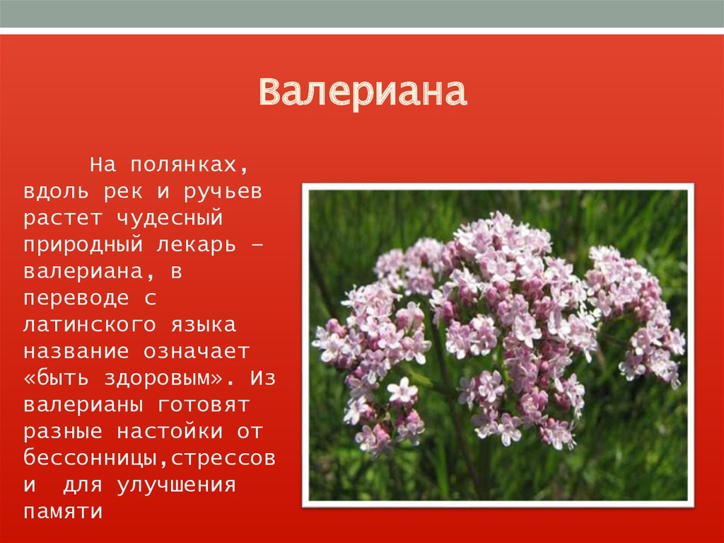 Растения из красной книги ленинградской области фото и описание