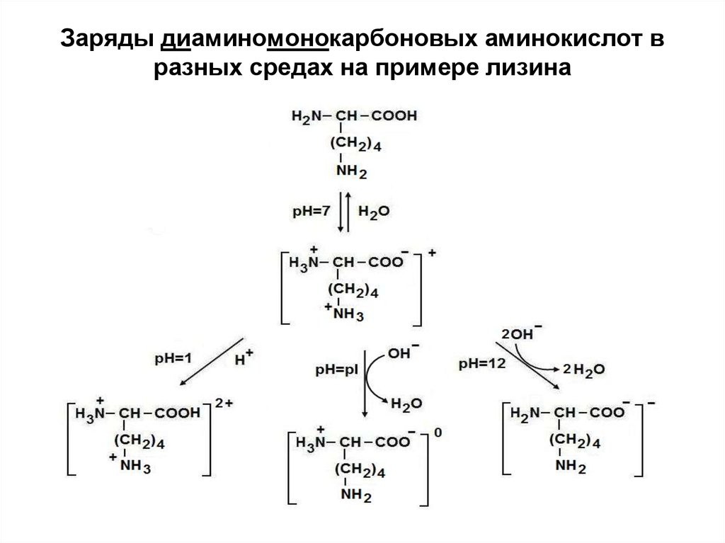 Заряды диаминомонокарбоновых аминокислот в разных средах на примере лизина