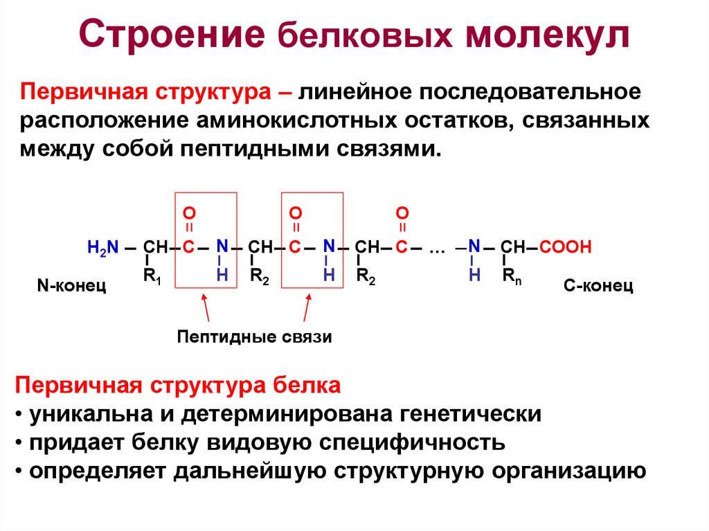 Химическая структура белков