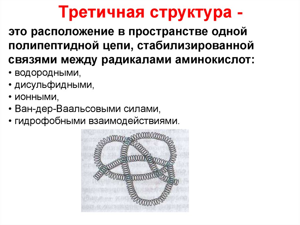 Третичную структуру белка стабилизируют. Третичная структура полипептидной цепи. Третичная структура. Третичная структура пептидов. Третичная структура пептидов и белков.