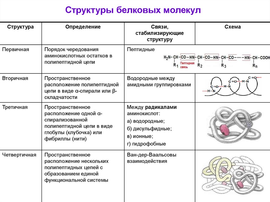 Формирование структуры белка. Характеристика первичной структуры белка таблица. Характеристика вторичной структуры белка таблица. Таблица структура белка характеристика структуры белковой молекулы. Четвертичная структура белка характеристика белковых молекул.