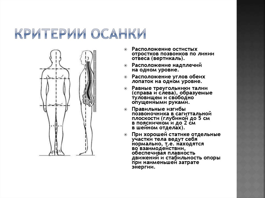 Туловище образует складку мантию