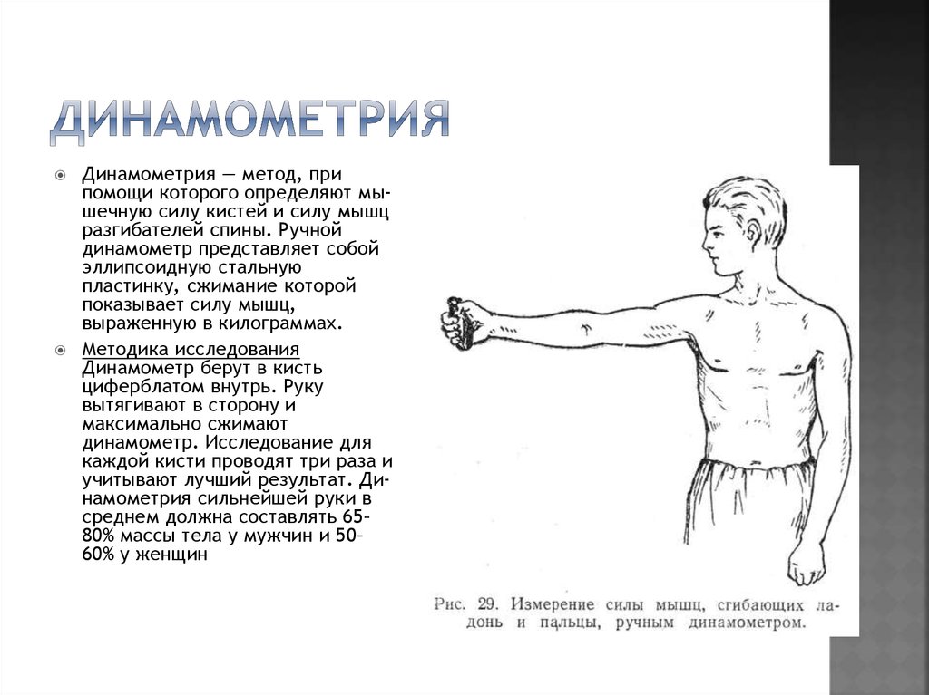 Динамометрия. Мышечная сила кистей динамометрия у мужчин и женщин. Динамометрия оценивает способности мышц. Динамометрия полимеров. Кистевая динамометрия как измерять в домашних условиях.