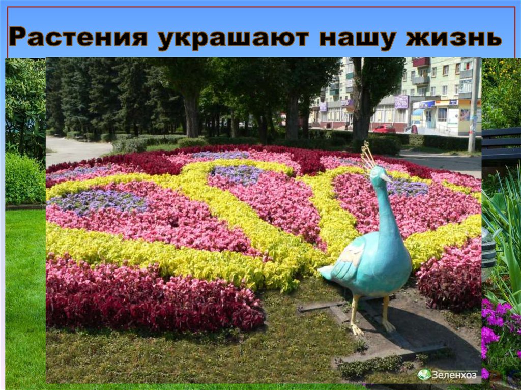 Растения украшают нашу жизнь