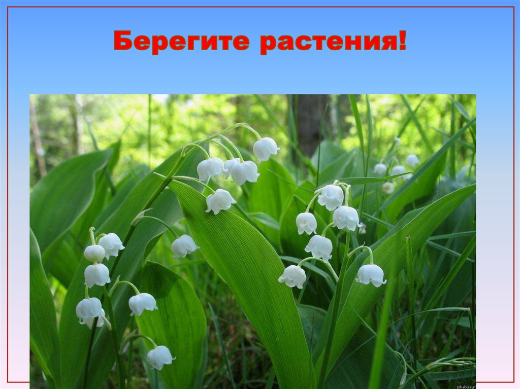 Берегите растения!