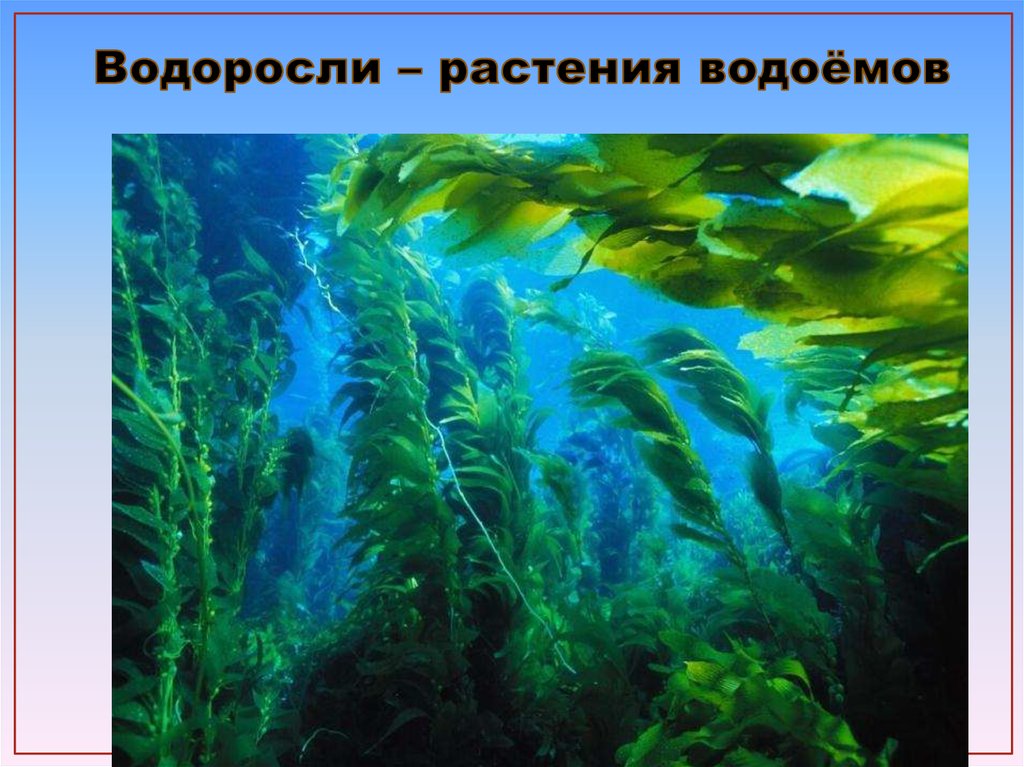 Водоросли – растения водоёмов