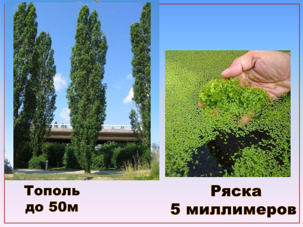 Род тополь виды. Тополь 7. Разновидности тополя. Южный Тополь 5 букв сканворд. От тополя до тополя скороговорка.