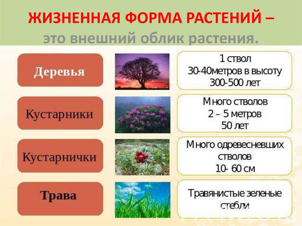 Определите жизненные формы растений. Жизненная форма растений таблица 6 класс биология. Жизнееая, Форса растееий. Дизненныеформ растений. Разнообразие жизненных форм растений.