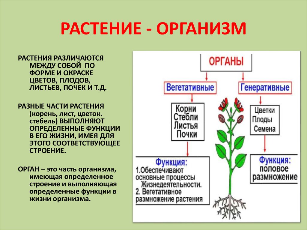 Генеративная масса растений. Растительный организм. Функции частей растений. Организм растения. Строение растительного организма.