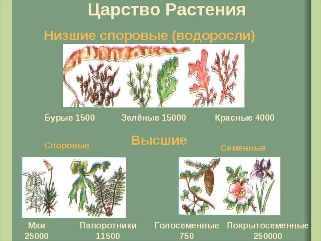 Систематические группы водорослей. Высшие споровые растения это царство. Низшие высшие споровые семенные растения. Низшие споровые растения. Нишии споровые растения.