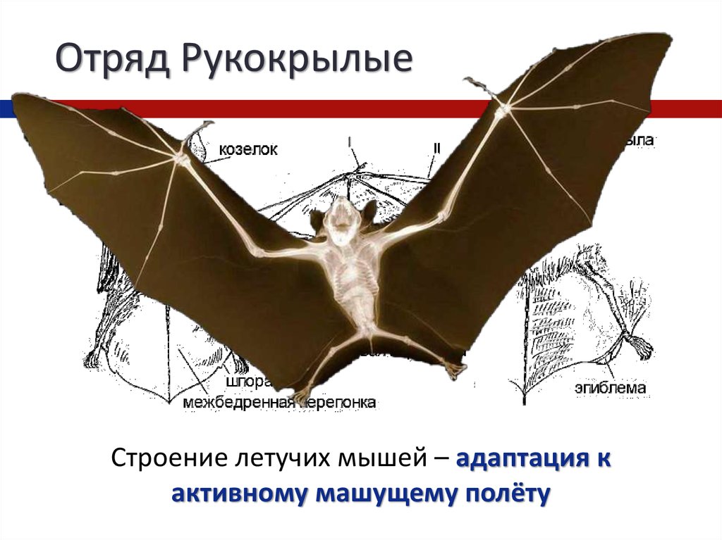 Презентация летучие мыши 7 класс