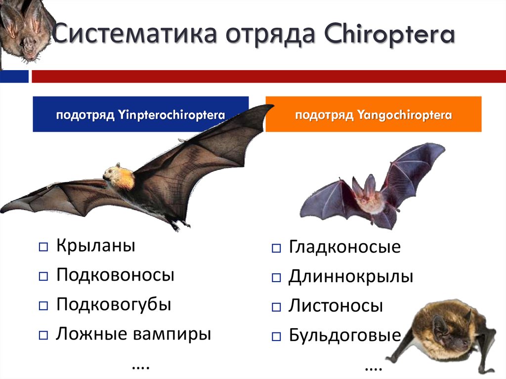 Отряд рукокрылые презентация