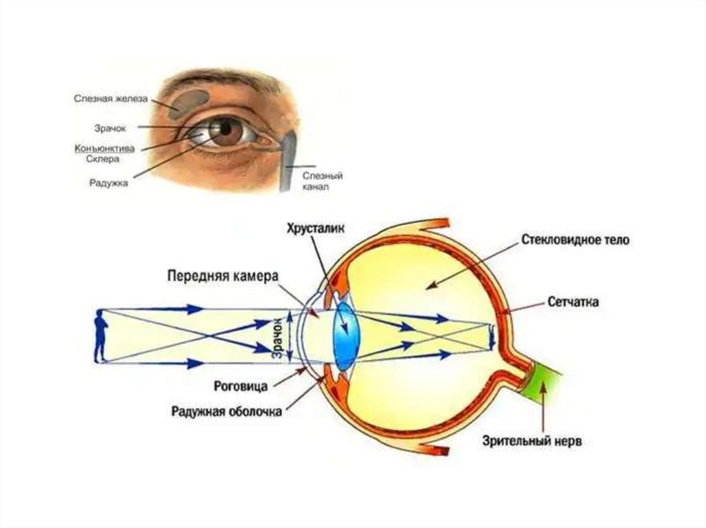 Составляющее глаза. Зрачок сетчатка хрусталик. Схема прохождения света через оптическую систему глаза. Оптическое строение глаза человека. Строение глаза зрачок хрусталик сетчатка.