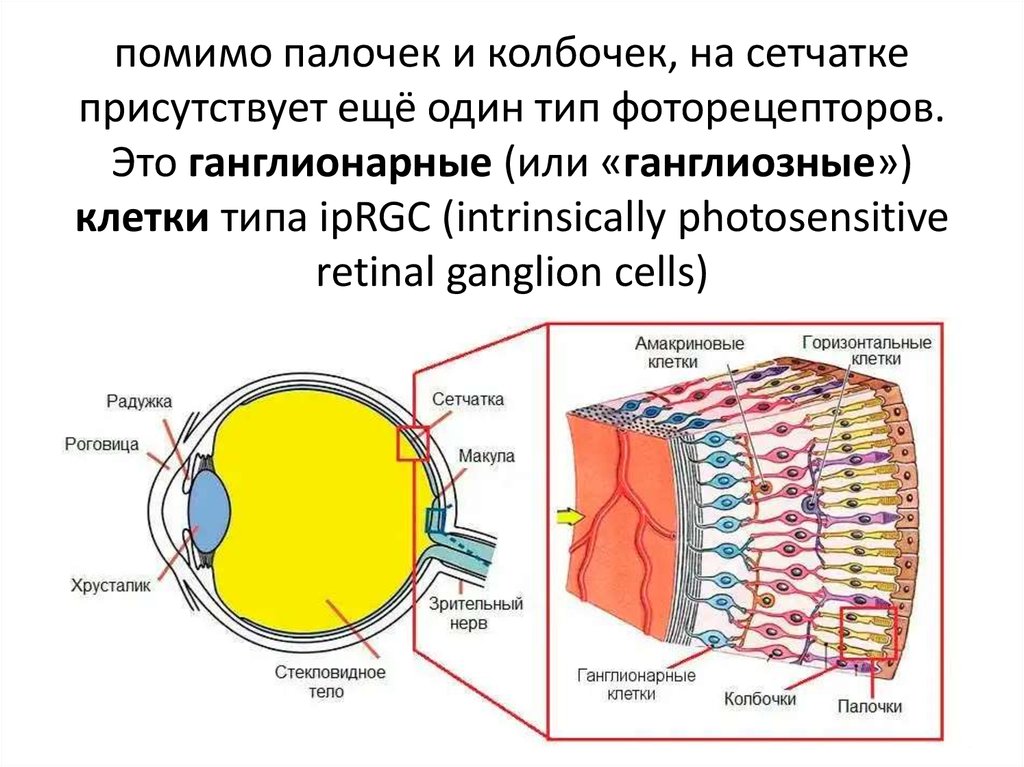 Содержит несколько слоев нейронов содержит роговицу защищает. Строение глаза колбочки. Строение глаза колбочки и палочки. Строение колбочки сетчатки. Анализатор глаз строение колбочки палочки.
