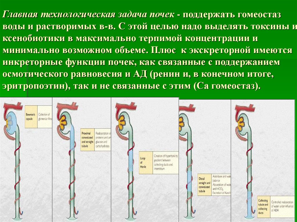 Буклет про почки. Водно солевой баланс почки. Как сохранить почки. Как поддержать почки. Всемирный день почки памятка.