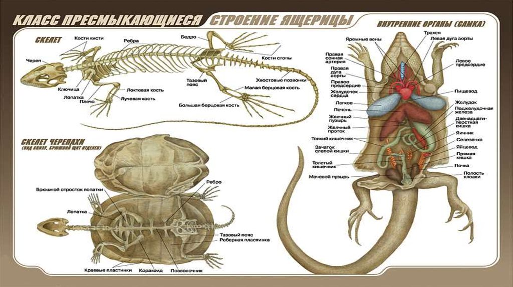 Внутреннее строение ящерицы. Внутреннее строение ящерицы скелет. Строение ящерицы 7 класс биология. Внешнее строение ящерицы. Костное строение ящерицы.
