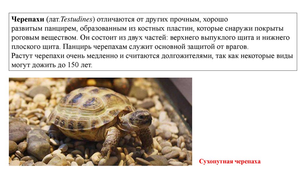 Почему черепахи живут дольше. Панцирь черепахи образован. Сухопутные черепахи Testudines. Черноморская черепаха сухопутная. Крымские черепахи Сухопутные.
