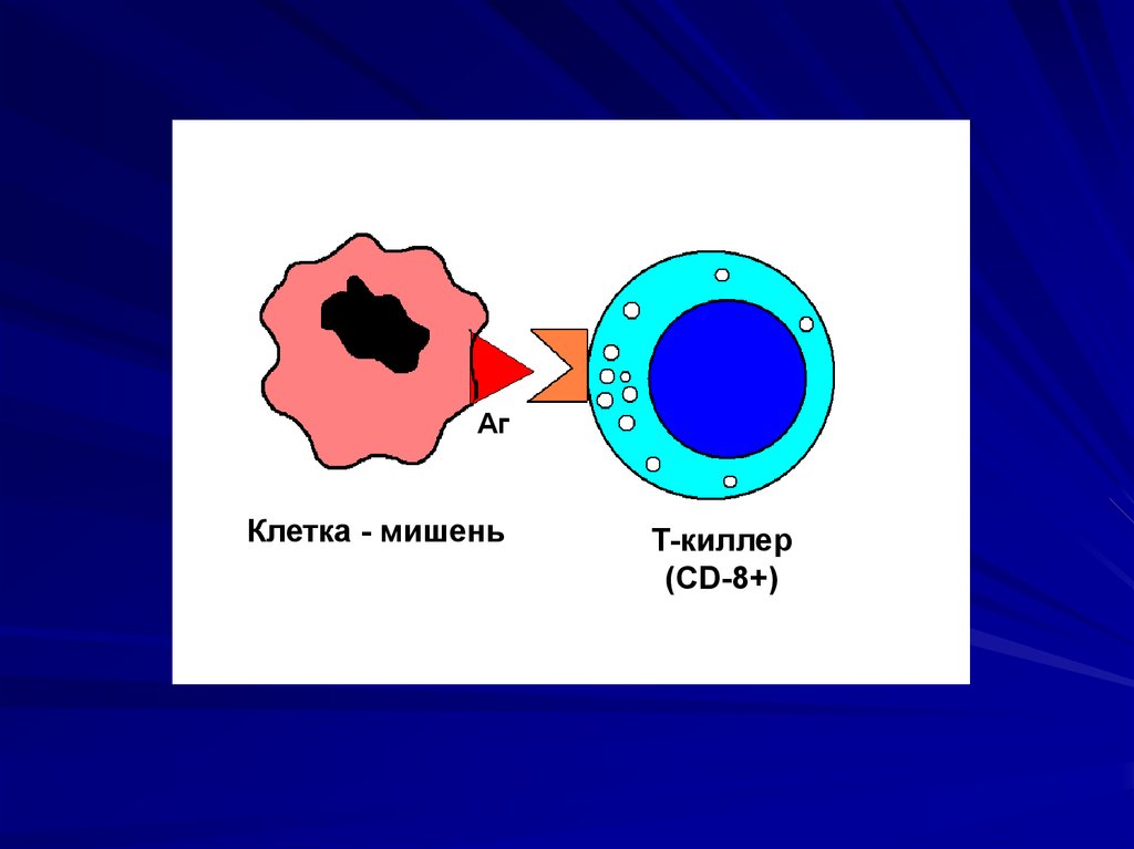 Т киллеры. Клетки мишени. Клетки киллеры. Клетки мишени находятся в. Рисования клетки Мишонки.