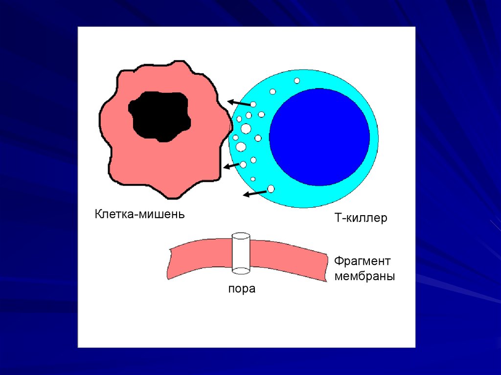 Мембрана поры. Т киллеры клетки. Клетки мишени. Мембрана клетки мишени. Клетки-мишени и т-киллера.