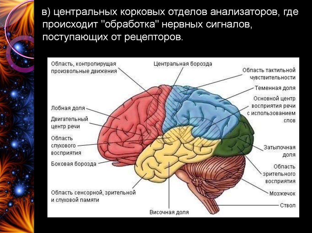 Корковая активность мозга. Корковые концы анализаторов головного мозга. Центральный корковый отдел анализатора. Где находится Центральный отдел тактильного анализатора. Центры анализаторов в мозге.