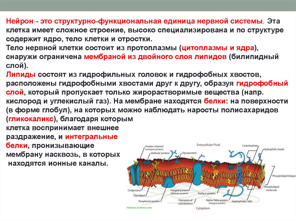 Организмы клетки которых не содержат ядро