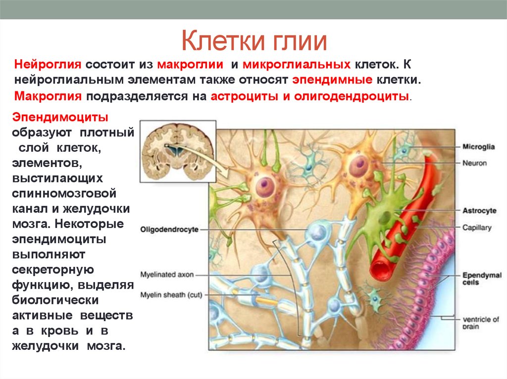 Схема классификации нейронов и клеток глии