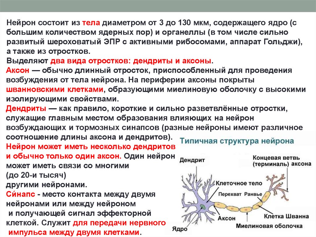 Аптека нейрон. Функция перехвата Ранвье нейрона. Функции дендритов нейрона. Нейроны дендриты аксоны синапс. Функции дендритов и аксонов нервных клеток.