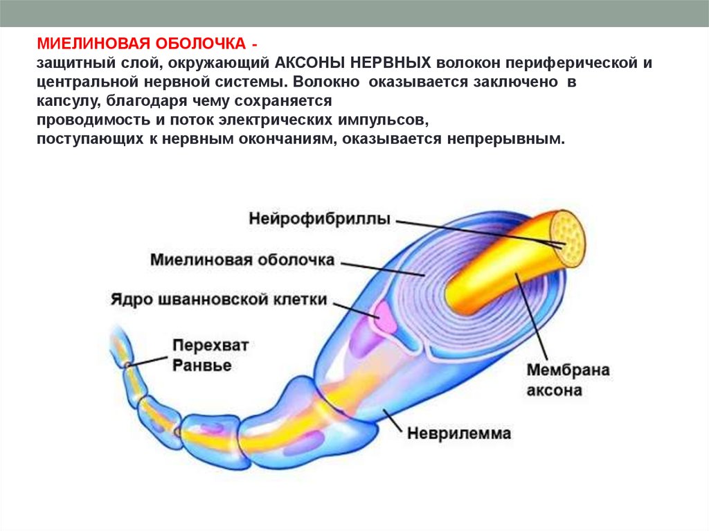 Наличие оболочки. Строение безмиелиновой оболочки. Аксоны миелиновая оболочка. Строение миелиновой мембраны. Состав миелиновой оболочки нервного волокна.