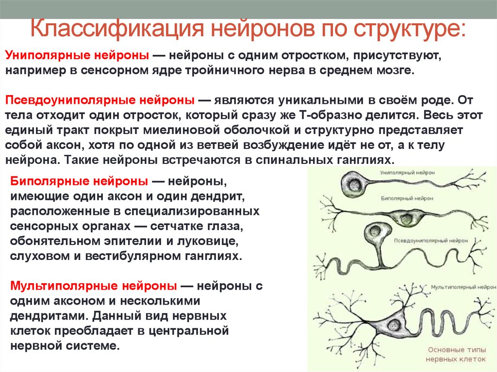 Нервная система — Википедия