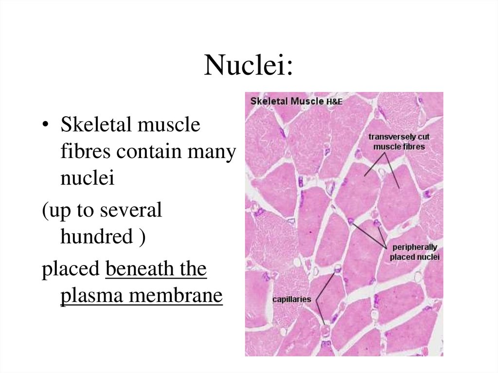 Wiring, Diagram and Flowchart: Skeletal Muscle Tissue Location