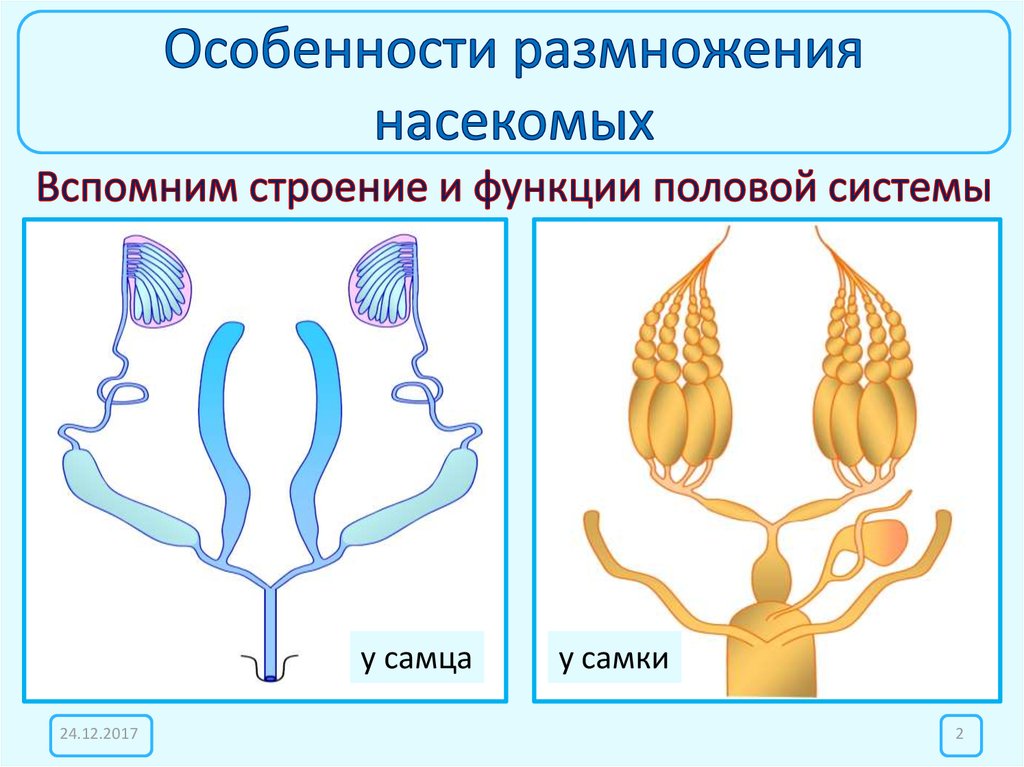 Презентация размножение насекомых