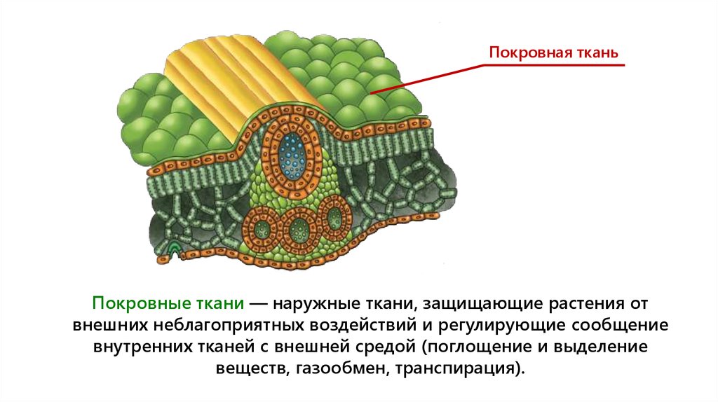 Ткани. Виды растительных тканей - презентация онлайн