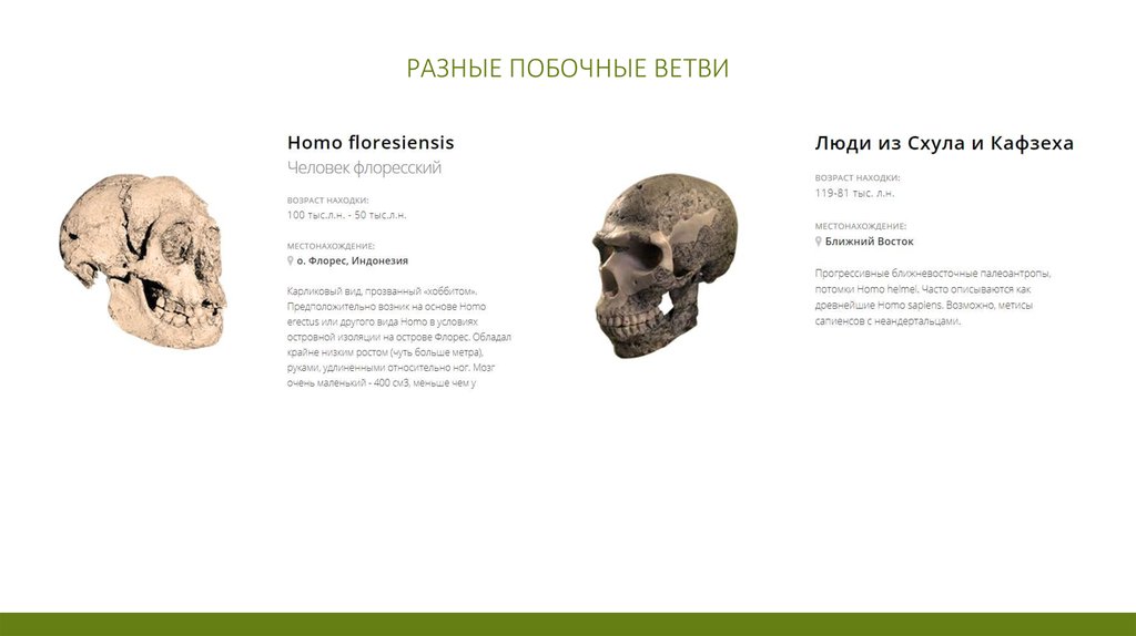 Разные побочные ветви