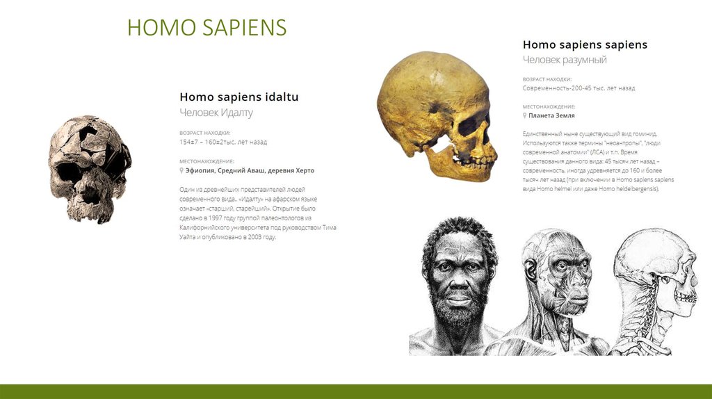 Наука homo sapiens. Вид человек разумный homo sapiens характеристика. (Homo sapiens sapiens) хронологический Возраст. Возраст человека разумного homo sapiens. Хомо сапиенс Возраст вида.