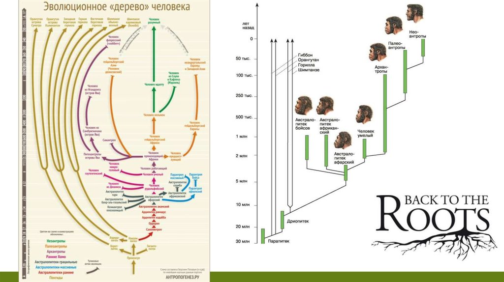 Дерево развития человека. Схемы развития человека дерева. Эволюция человечества свидетельствует о том что. Этапы эволюции человека тест 9 класс