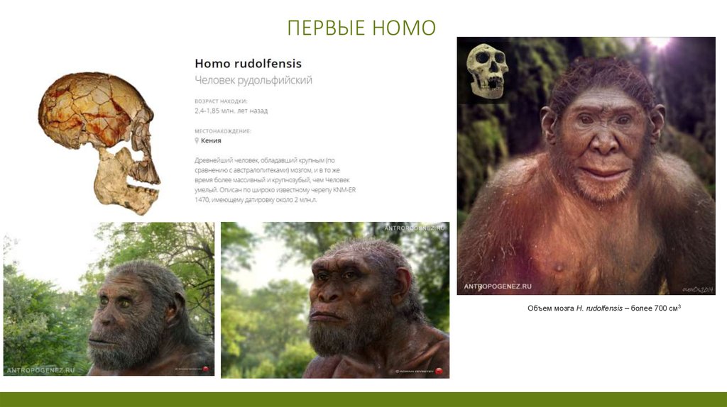 Homo rudolfensis. Ранние люди homo. Сходства человека и рода хомо. Род человек homo признаки. Объем мозга характерен для homo rudolfensis.