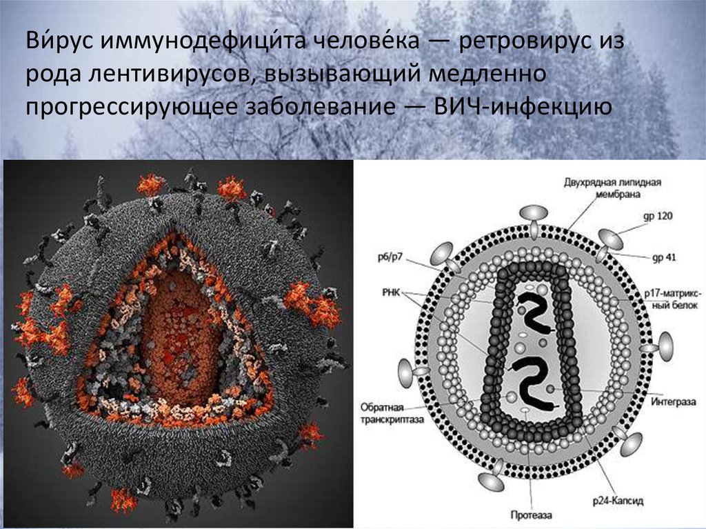 Схема строения вируса иммунодефицита человека