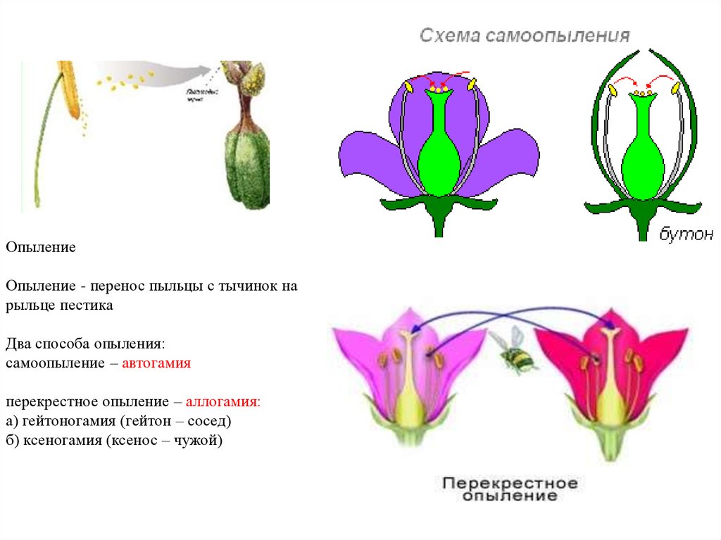 6 на рисунке показан процесс опыления цветковых растений определите тип опыления