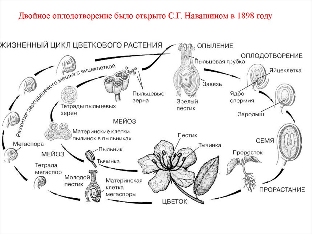 Схема цикла развития цветкового растения