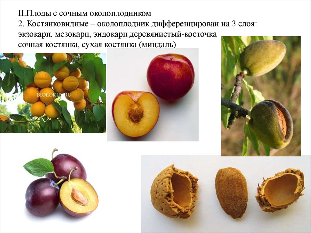 II.Плоды с сочным околоплодником 2. Костянковидные – околоплодник дифференцирован на 3 слоя: экзокарп, мезокарп, эндокарп